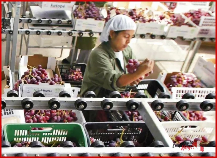 Cómo funciona el empleo en agroindustria en Perú: dónde buscar y qué ganar en la práctica
